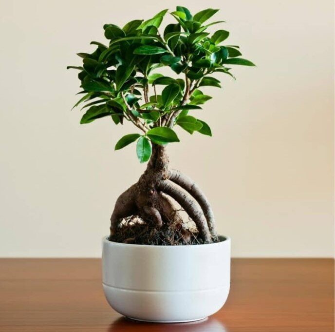 Ficus Bonsai Potted -35 CM - botanyca.in