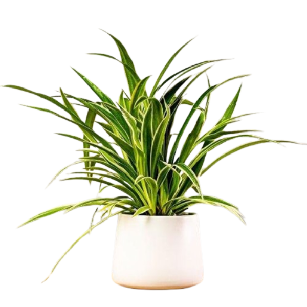 Chlorophytum (Spider Plant) Potted -30 Cm