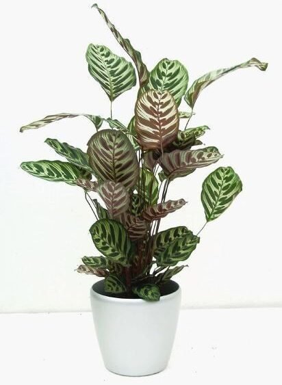 Calathea Potted