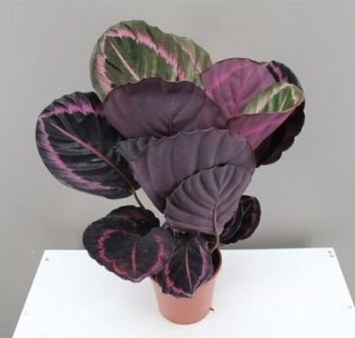 Calathea Roseopicta