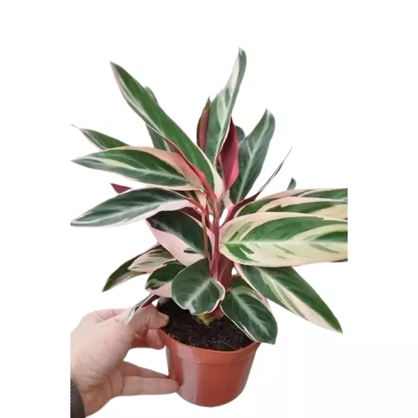 Calathea Triostar in Farm Pot