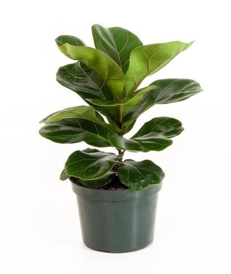 Fiddle Fig Potted -30 Cm Height