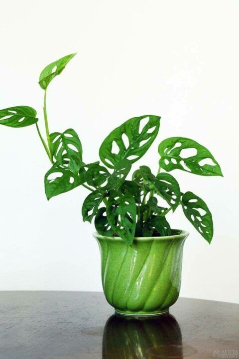 Monstera In Ceramic Pot