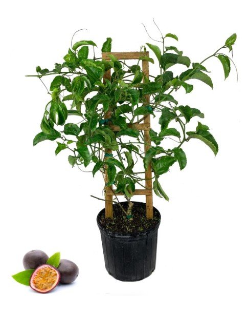 Passion Fruit (90-100 Cm Total Height)