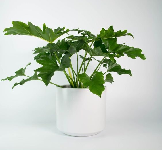 Philodendron Hope -40 Cm Potted