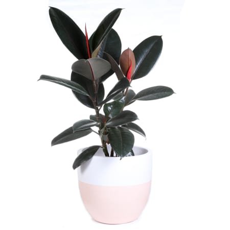 Rubber Plant-75 Cm Potted