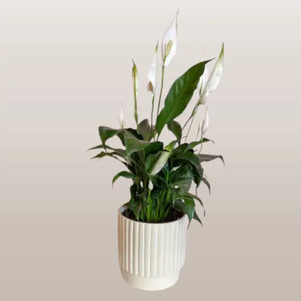 Peace Lily Spathiphyllum Potted