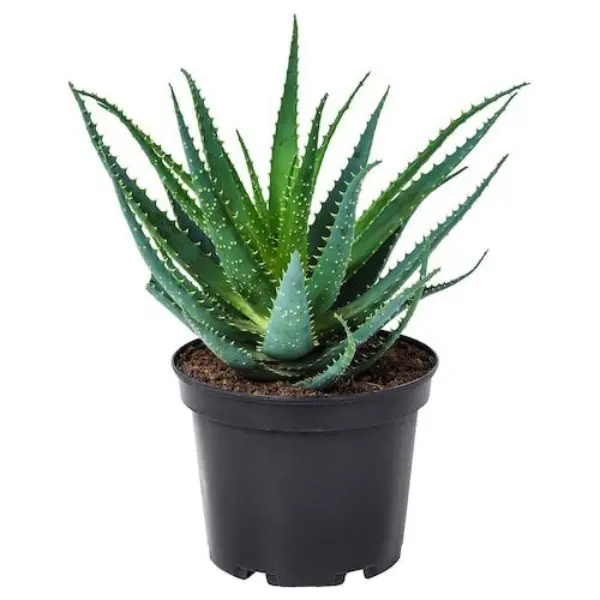 Aloe Vera Succulent Plant Potted 1101