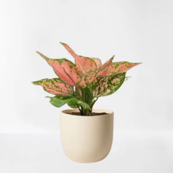 AGLAONEMA PINK POTTED