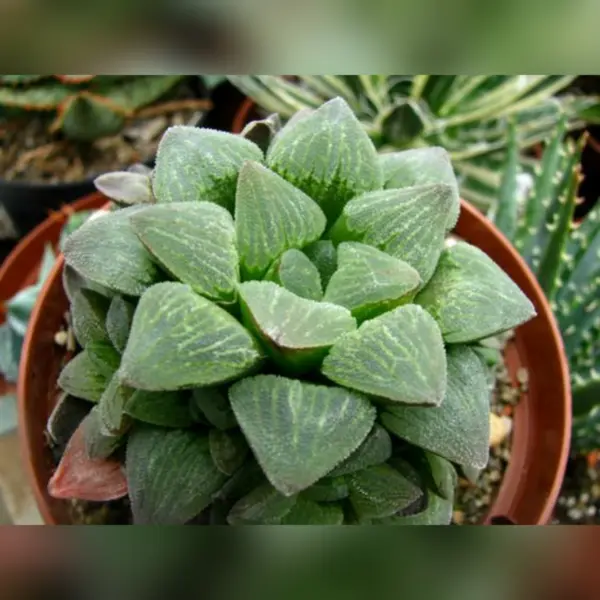 HAWORTHIA PYGMAEA SUCCULENT POTTED