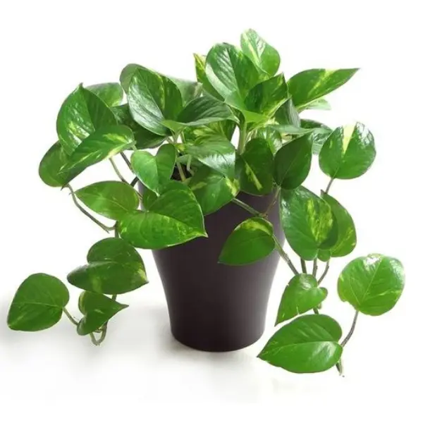 MONEY PLANT - SCINDAPSUS (EPIPREMNUM) POTTED