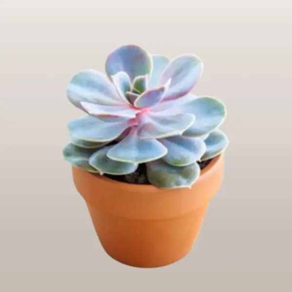 ECHEVERIA - SUCCULENT POTTED