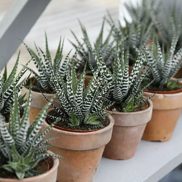 HAWORTHIA POTTED