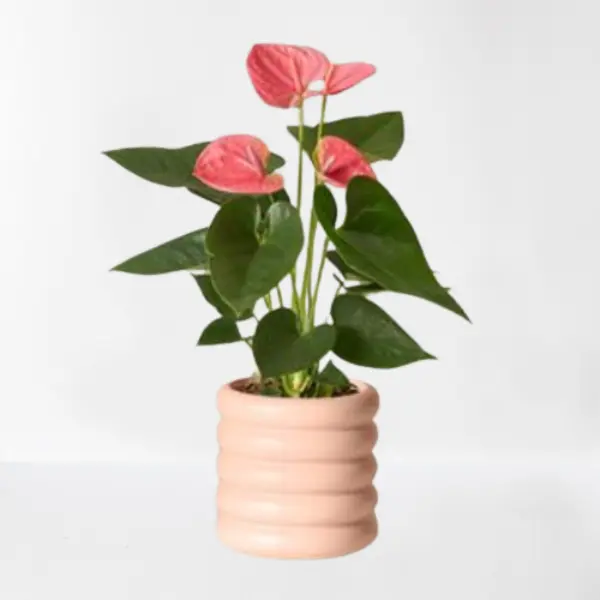 ANTHURIUM PINK POTTED