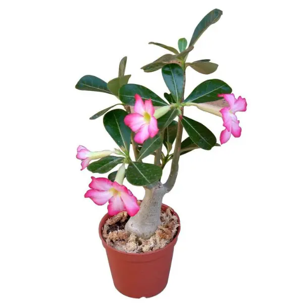 ADENIUM - DESERT ROSE POTTED