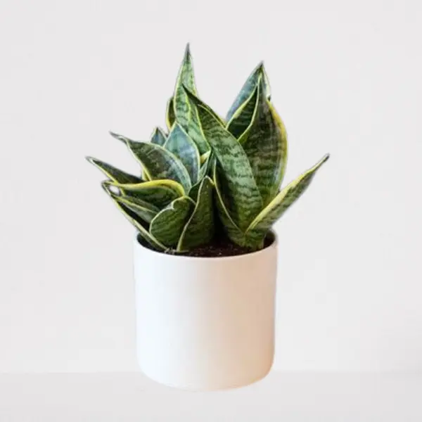 SNAKE PLANT ( SANSEVIERIA TRIFASCIATA) POTTED