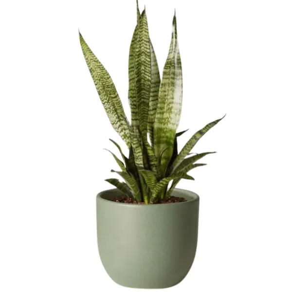 SNAKE PLANT ( SANSEVIERIA TRIFASCIATA) POTTED