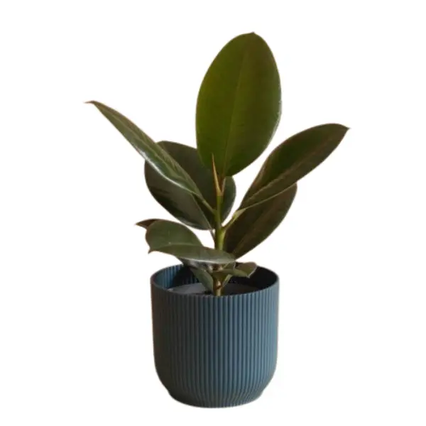 RUBBER PLANT (FICUS ELASTICA) SMALL POTTED