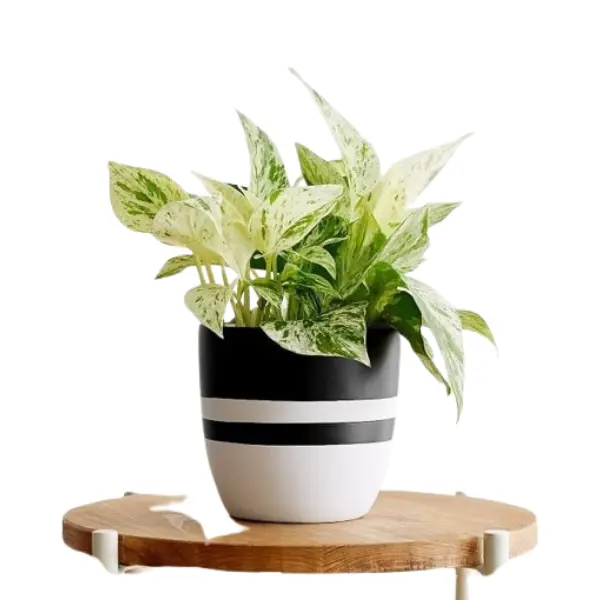 MONEY PLANT - MARBLE QUEEN (EPIPREMNUM) POTTED