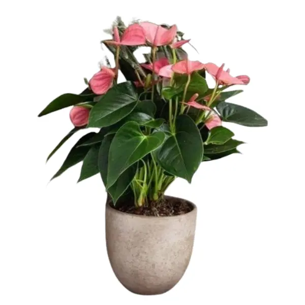 ANTHURIUMS PINK POTTED IN ASSORTED POT – 35-40 CM