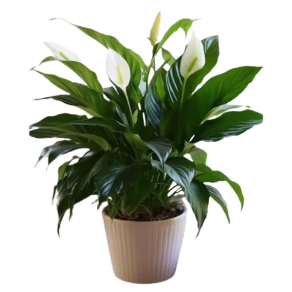 PEACE LILY