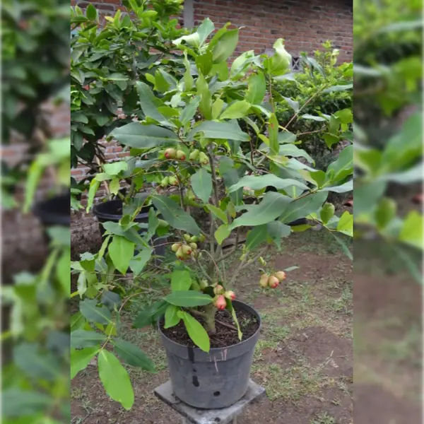 JAMBA TREE POTTED