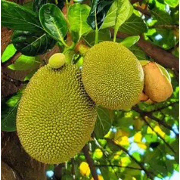 JACKFRUIT PLANT