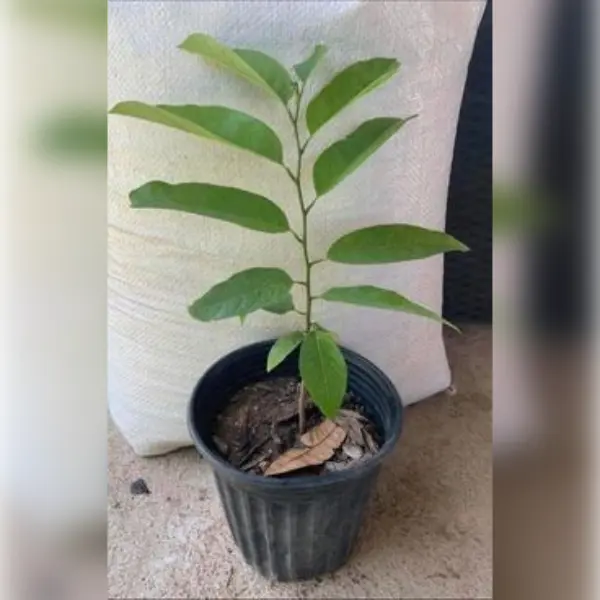 SITAPHAL (CUSTARD APPLE) PLANT IN FARM POT