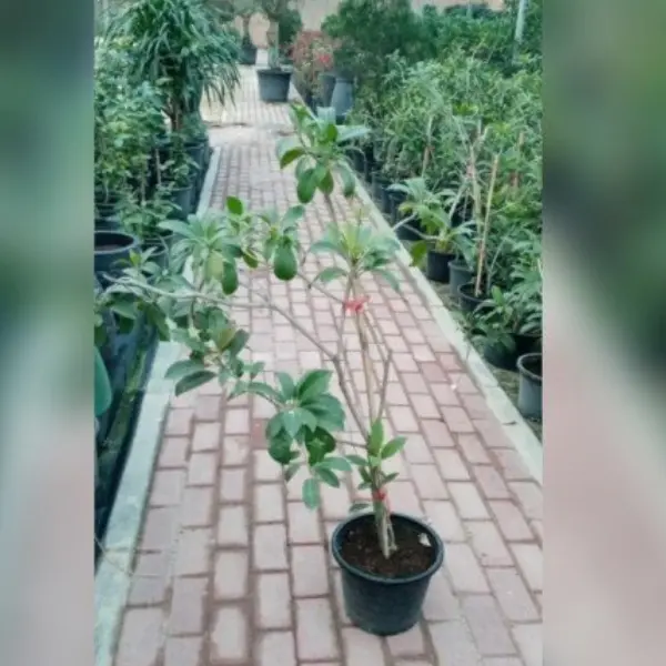 CHIKOO (SAPOTA) TREE POTTED