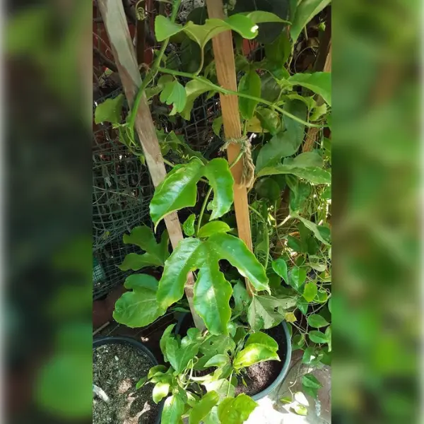 PASSION FRUIT PLANT (PASSIFLORA EDULIS) IN FARM POT