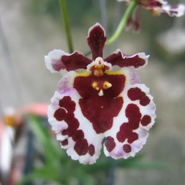 TOLUMNIA ORCHID RAINBOW PINK CRYSTAL / PINK LADY SMALL (ഓർക്കിഡ്)