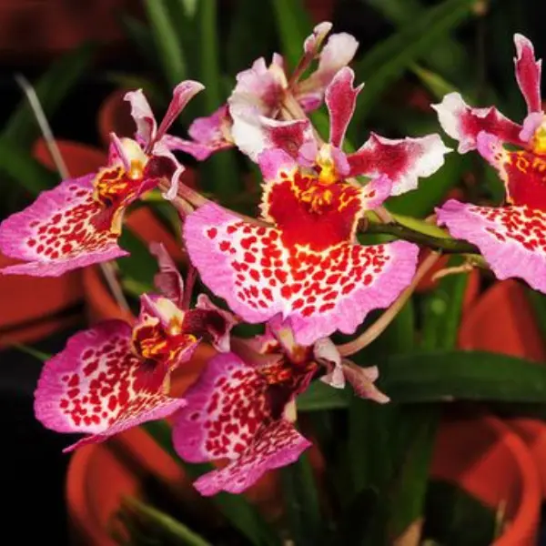 TOLUMNIA ORCHID JAIRAK RAINBOW RED SPLASH / RED STRAWBERRYSMALL (ഓർക്കിഡ്)