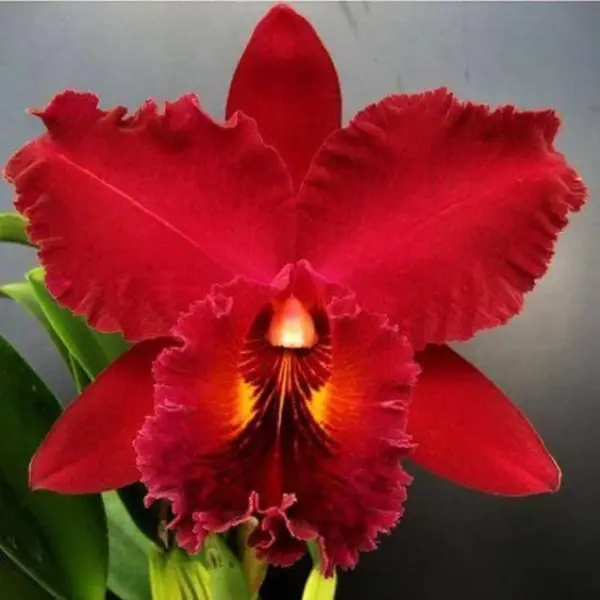 ORCHID CATTLEYA RLC. NAKORNCHAISRI RED SMALL (ഓർക്കിഡ്)