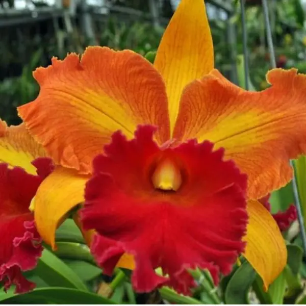 ORCHID CATTLEYA CHIEF SWEET ORANGE SMALL (ഓർക്കിഡ്)