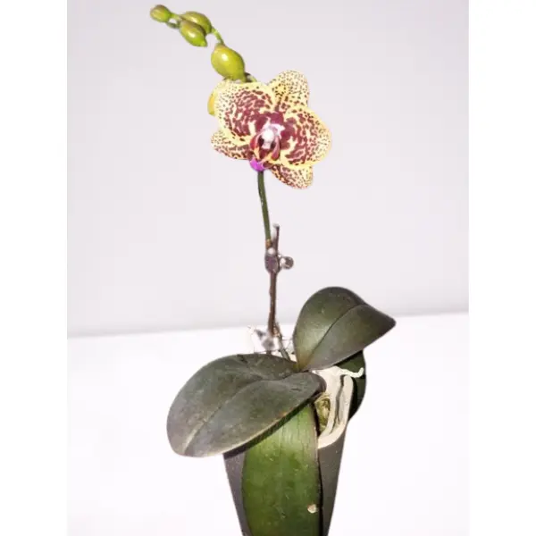 PHALAENOPSIS ORCHID FANCY FRACKLES SMALL (ഓർക്കിഡ്)