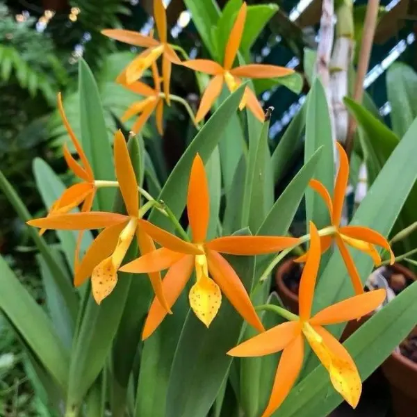 ORCHID CATTLEYA Pcv. GOLDEN PEACOCK SMALL (ഓർക്കിഡ്)