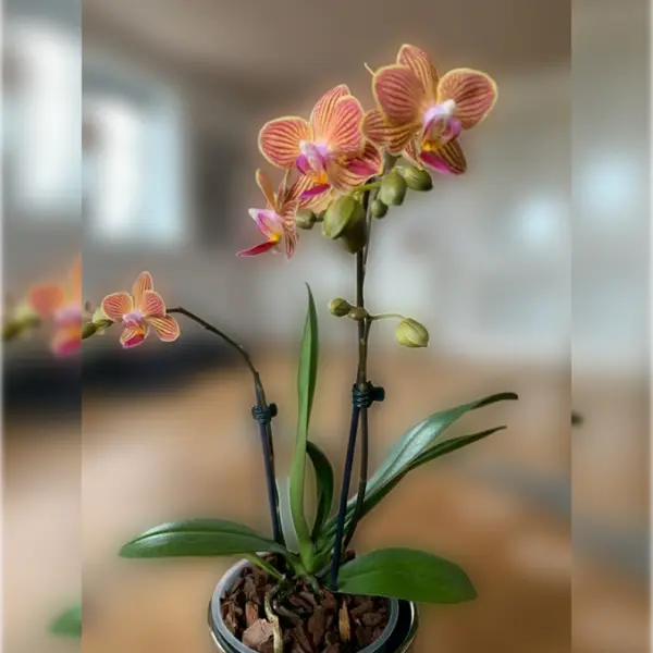 PHALAENOPSIS ORCHID GOLD STAFF SMALL (ഓർക്കിഡ്)