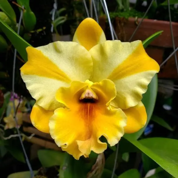 ORCHID CATTLEYA Rth. NELL HAMMER SMALL (ഓർക്കിഡ്)