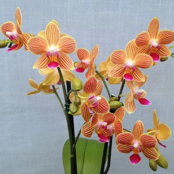 PHALAENOPSIS ORCHID GOLD STAFF SMALL (ഓർക്കിഡ്)