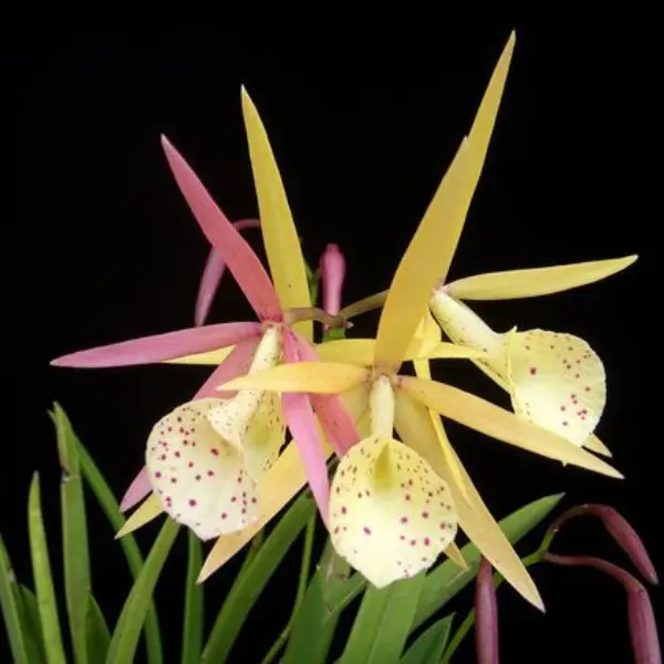 CATTLEYA (Bc.) YELLOW BIRD