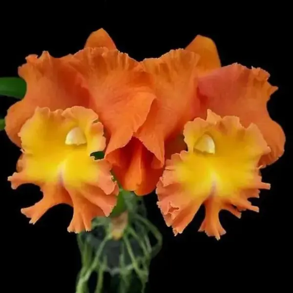 ORCHID CATTLEYA Rlc. STAR OF SIAM SMALL (ഓർക്കിഡ്)