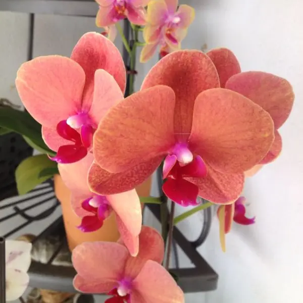 PHALAENOPSIS ORCHID GRAZIA/SURF SONG SMALL (ഓർക്കിഡ്)