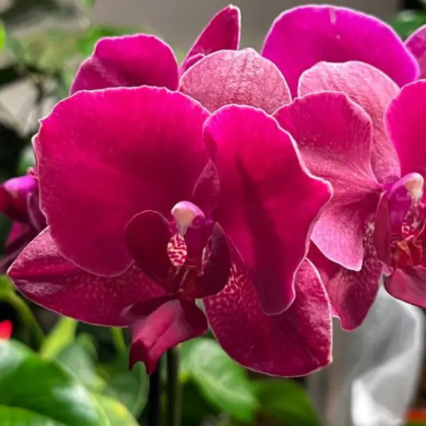 PHALAENOPSIS ORCHID MONTREUX SMALL (ഓർക്കിഡ്)