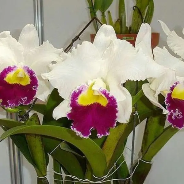 CATTLEYA ORGLADE'S GRAND (SMALL)