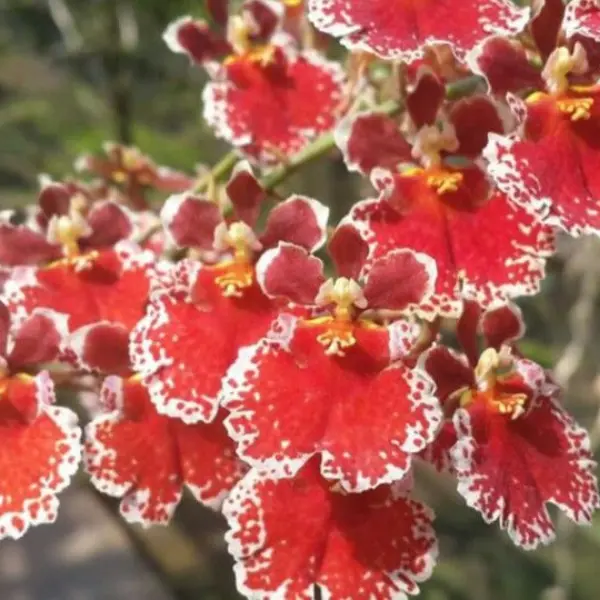 TOLUMNIA ORCHID FLYER RED SPREAD SMALL (ഓർക്കിഡ്)