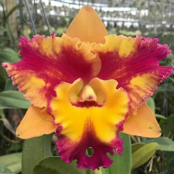 ORCHID BLC RUNGNAPHA FANCY SMALL