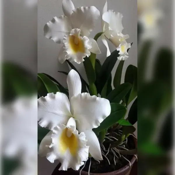 ORCHID CATTLEYA (C.) SNOW WHITE SMALL