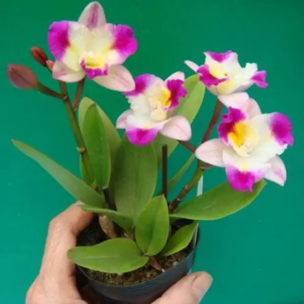 ORCHID CATTLEYA (Hknsa )SOGO DOLL 'LITTLE ANGEL' SMALL