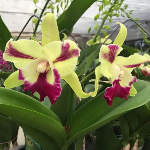 ORCHID CATTLEYA (Rlc.) PENNY HELEN SMALL