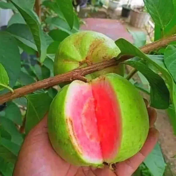 PINK GUAVA GRAFTED